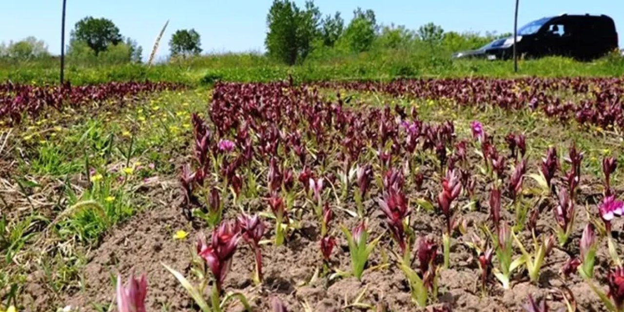 Samsun’da çevre Kanunu’na uymayan 16 kişiye milyonluk ceza!