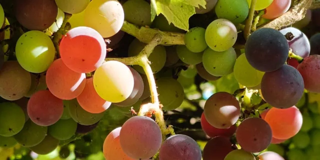 Trabzon'a özgü siyah kokulu üzüm ve incir için geri sayım başladı