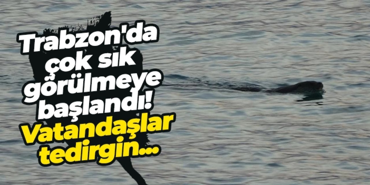Trabzon'da çok sık görülmeye başlandı! Vatandaşlar tedirgin...