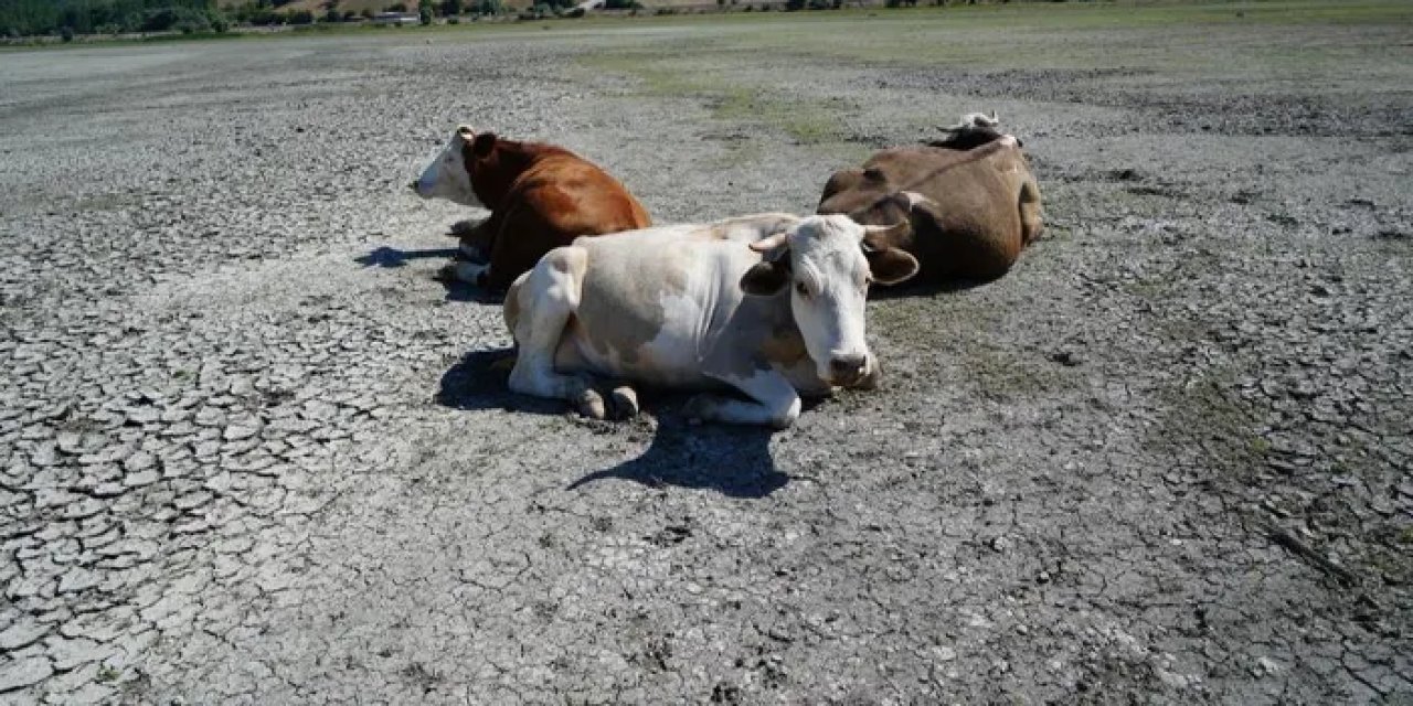 Samsun’da Ladik Gölü kuraklığın kurbanı oldu!