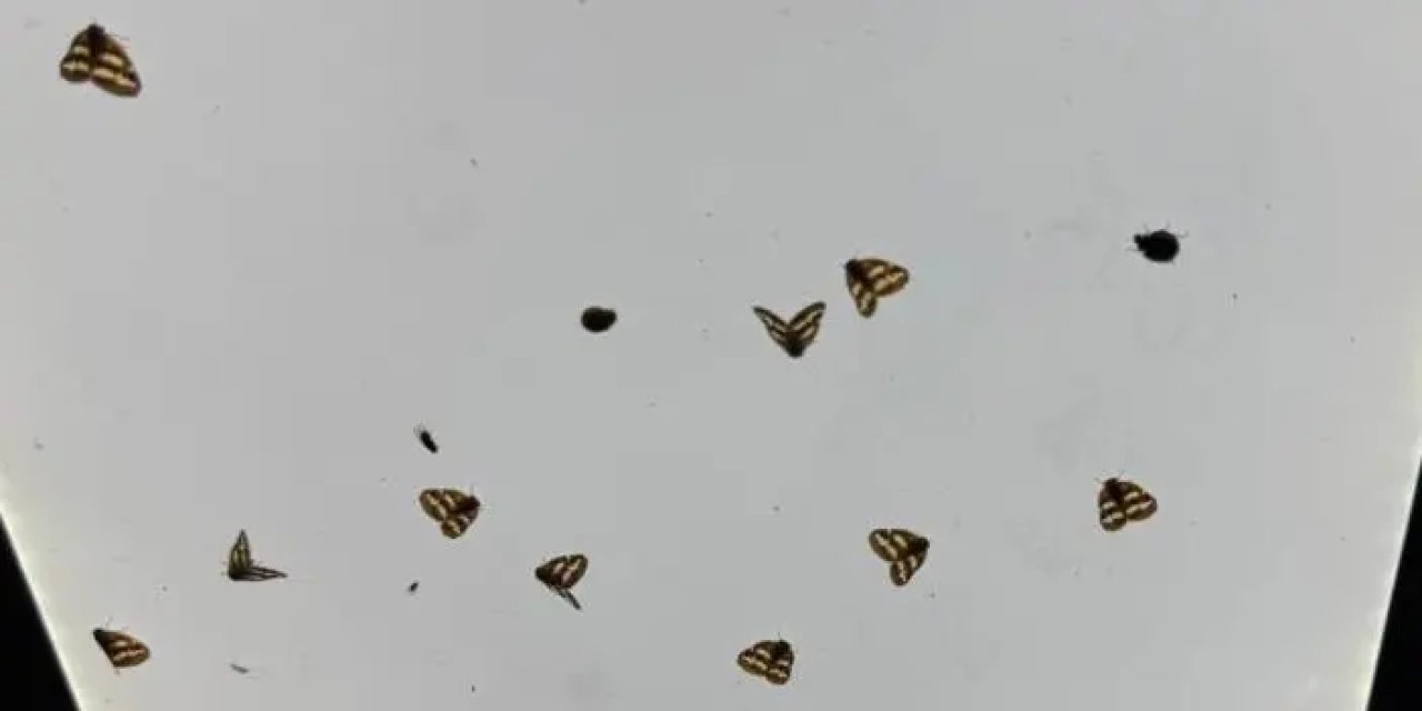 Akşam saatlerinde 'vampir kelebek' istilası