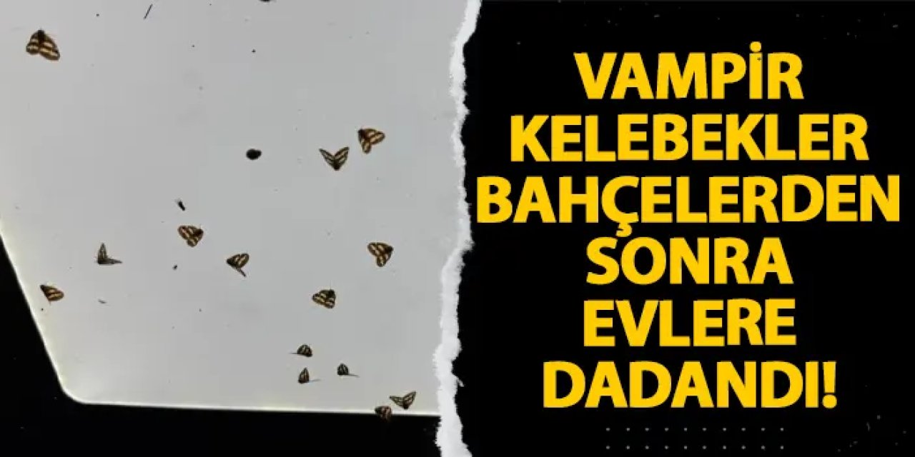 Vampir kelebekler bahçelerden sonra evlere dadandı!