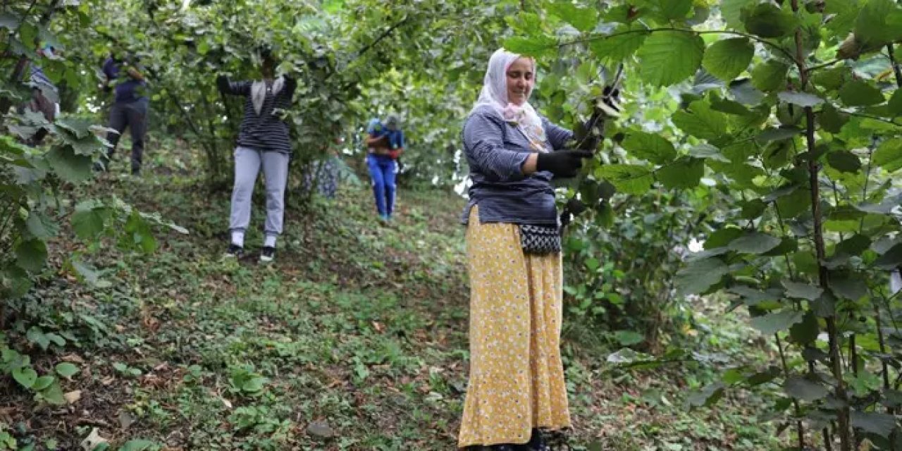 Ordu’da üreticiyi de işçiyi de memnun eden proje!