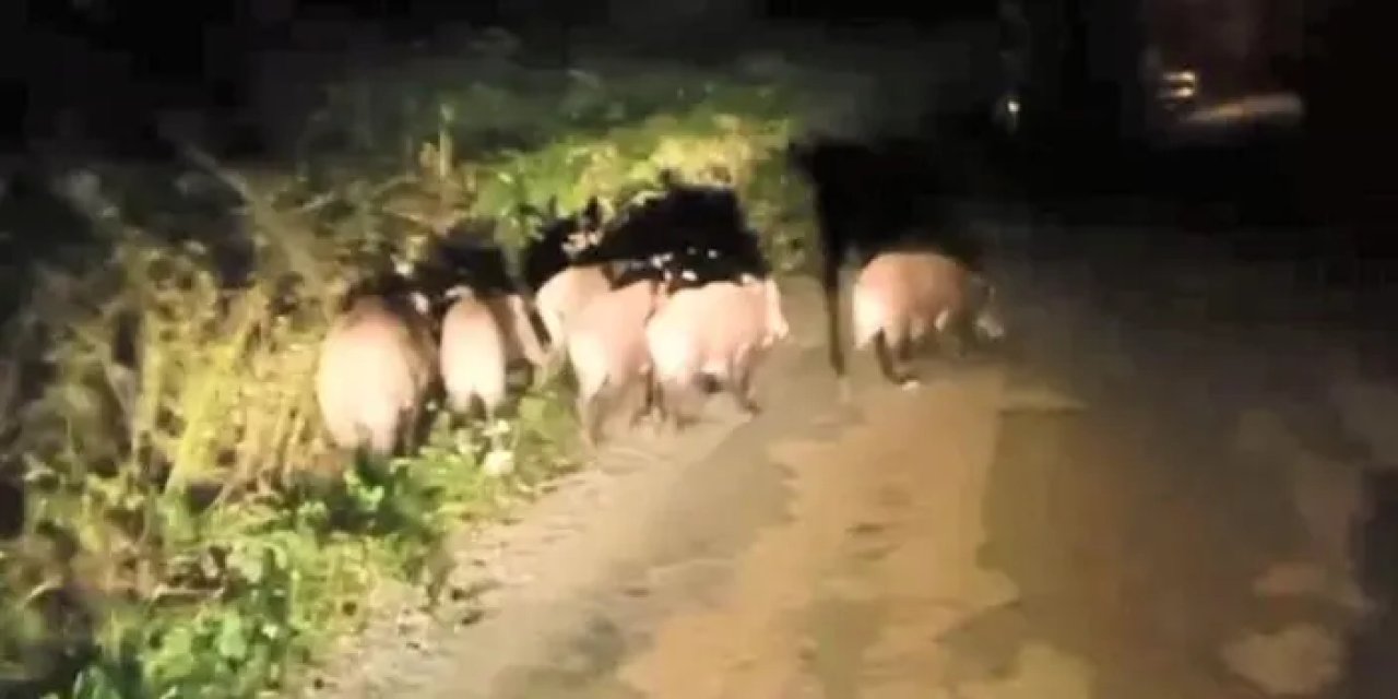 Ordu’da aç kalan domuz sürüsü mahalleye indi