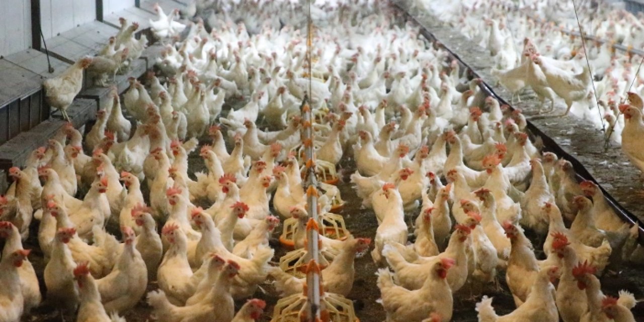 Ordu’da yumurta üretiminde büyük artış! 10 yılda 3 milyondan 45 milyona