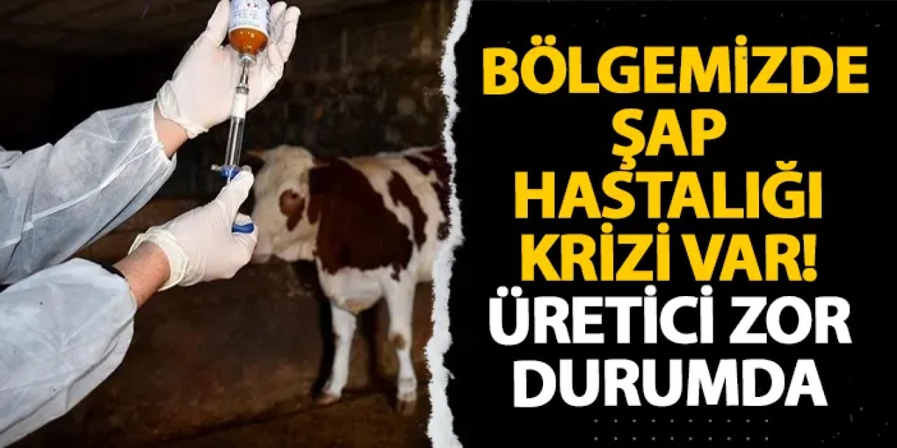 Artvin’de şap hastalığı krizi var! Üretici zor durumda
