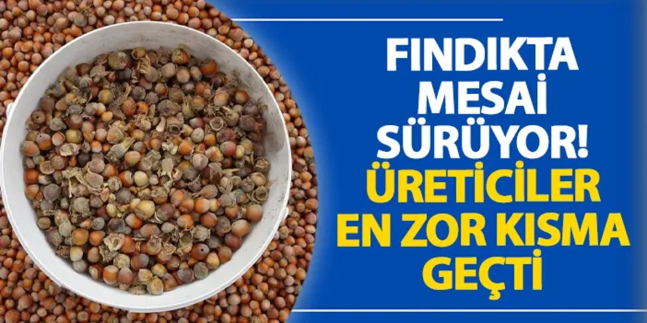 Ordu’da fındıkta mesai sürüyor! Üreticiler en zor kısma geçti