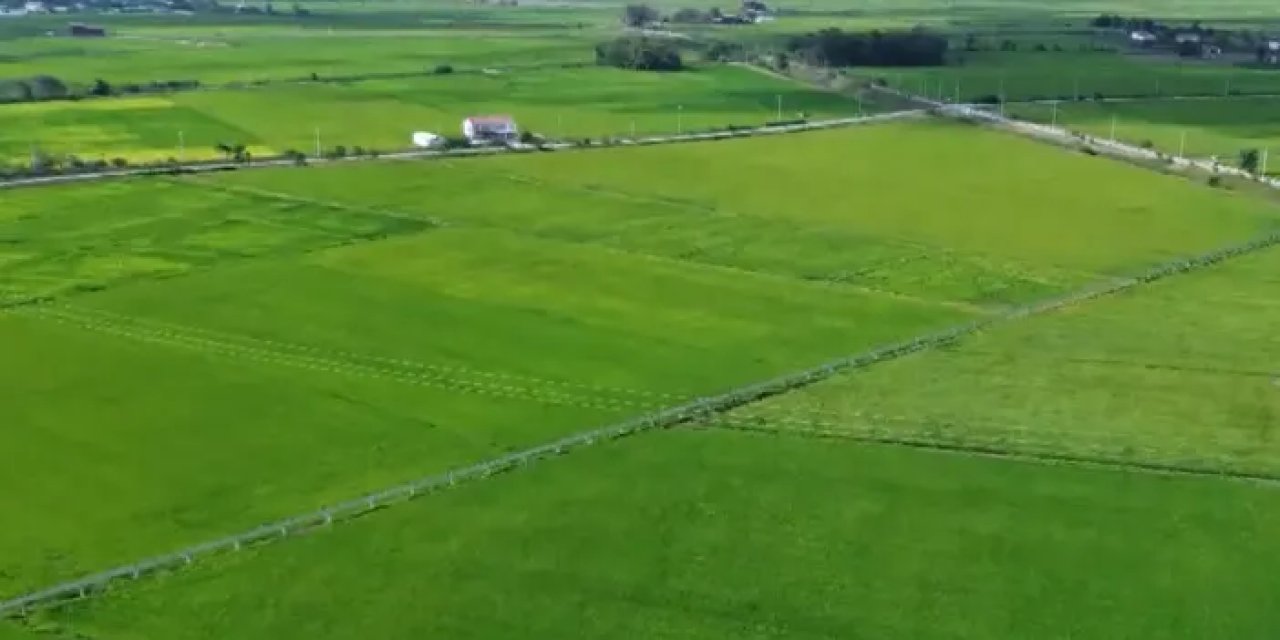 Samsun'da çeltik hasadı bu sene gecikmeli başlayacak