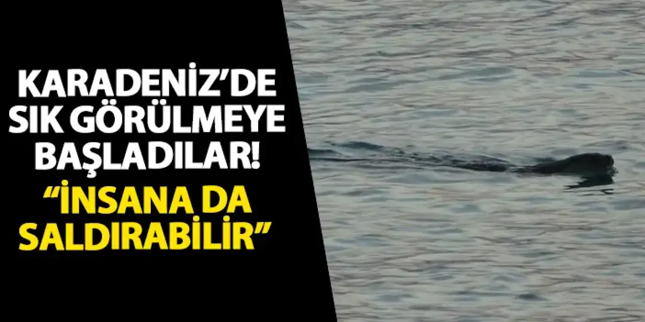 Karadeniz’de sık görülmeye başladılar! “İnsana da saldırabilir”