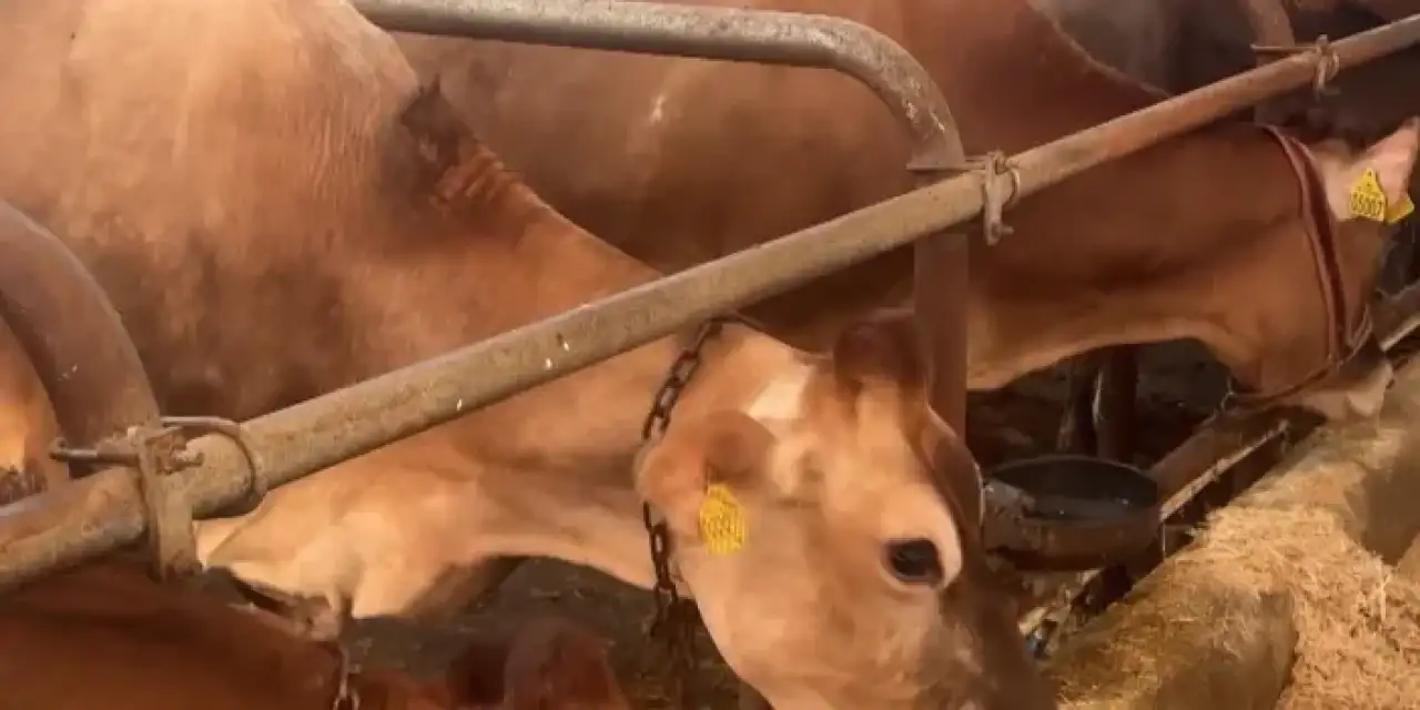 Giresun'da hayvancılık yapan işletmelere destek verdi