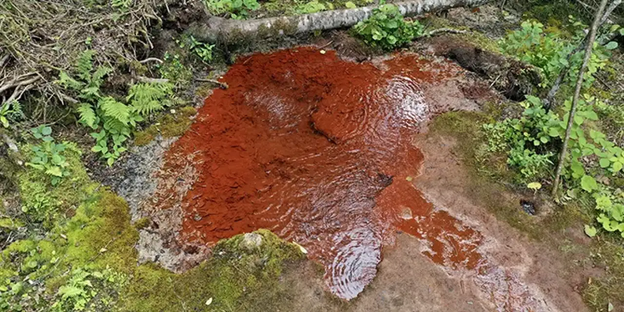 Kızıl rengiyle herkesi kendine hayran bırakıyor!