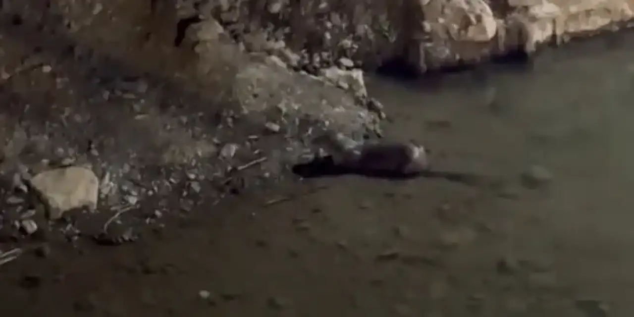 Nesli tükenmekte olan hayvan Bayburt'ta görüldü!