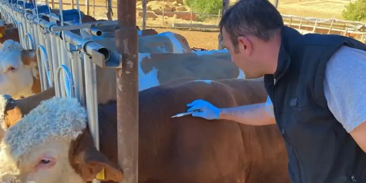 Bayburt'ta şap hastalığına karşı aşı önlemi!