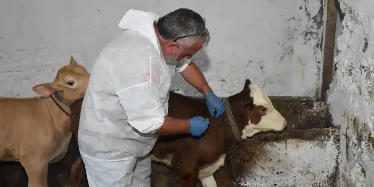 Gümüşhane'de şap hastalığı içim mücadele devam ediyor!