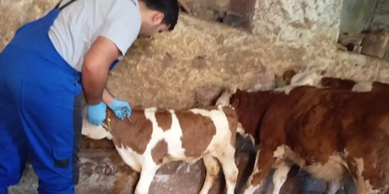 Bayburt’ta şap aşısı seferberliği!