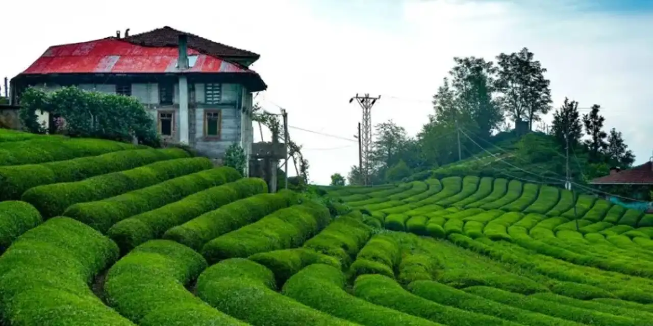Rize'de ikinci sürgün çay alımları tamamlandı