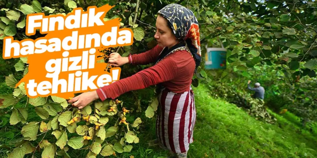 Fındık hasadında gizli tehlike: Toz ve polen sağlığı tehdit ediyor
