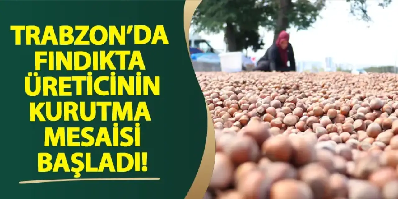 Trabzon’da fındıkta üreticinin kurutma mesaisi başladı!