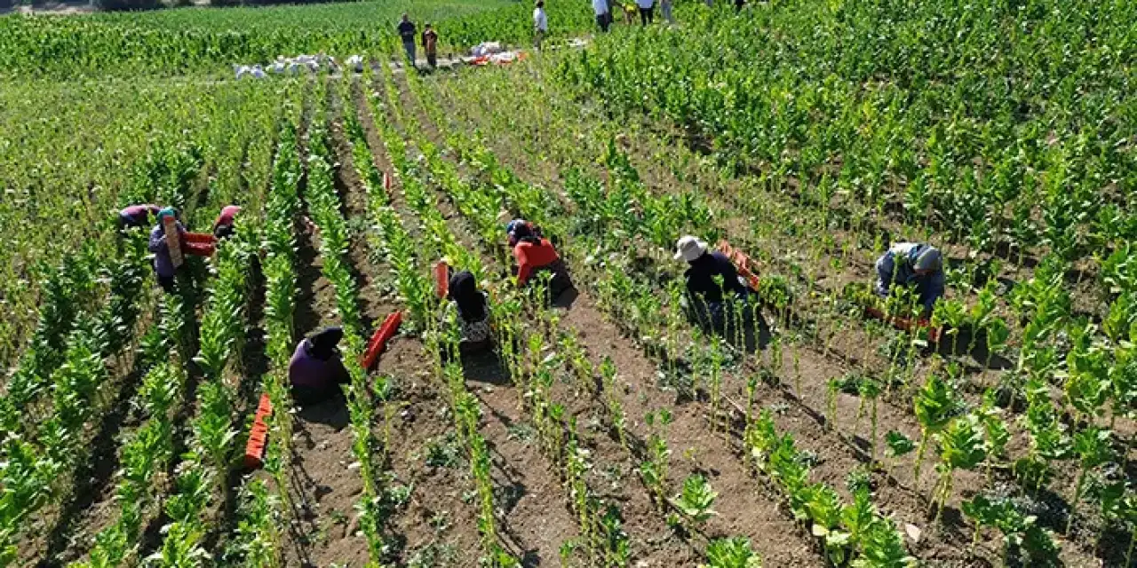 Samsun'da 20 bin dekarlık tütün alanı