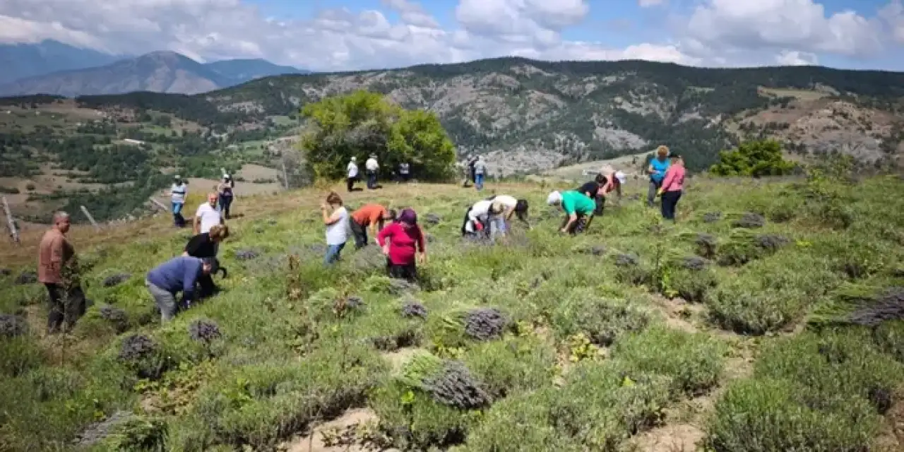 Artvin’de kadın kooperatifi lavanta hasadına başladı!