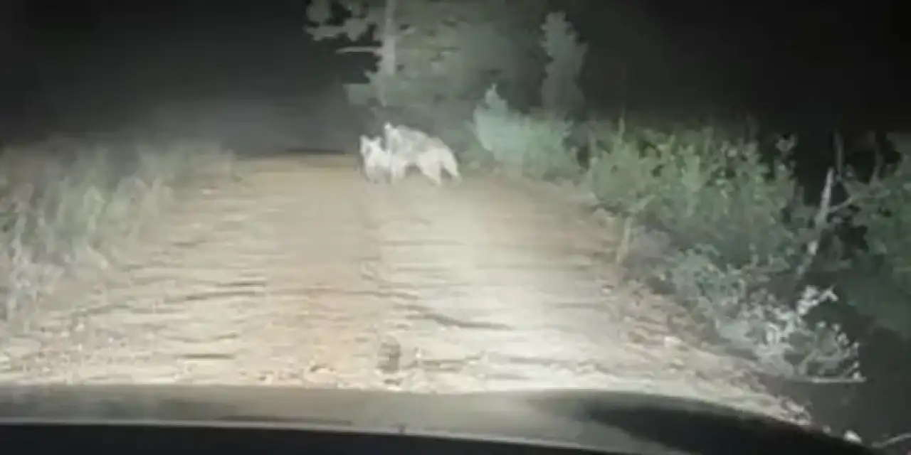 Artvin’de yayla yolunda görenleri şaşkına çeviren görüntü!