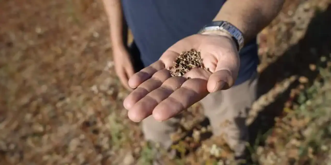 Gümüşhane’de tarlalar hareketlendi! Hasat başladı