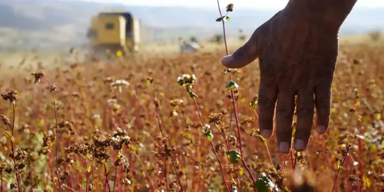 Gümüşhane'de yetişen karabuğdayın bir çok faydası var!