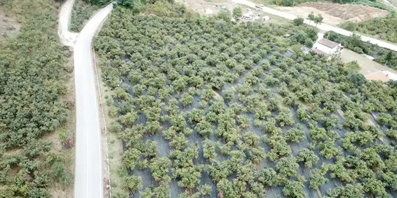 Ordu'da fındıkçılara milyonluk destek!