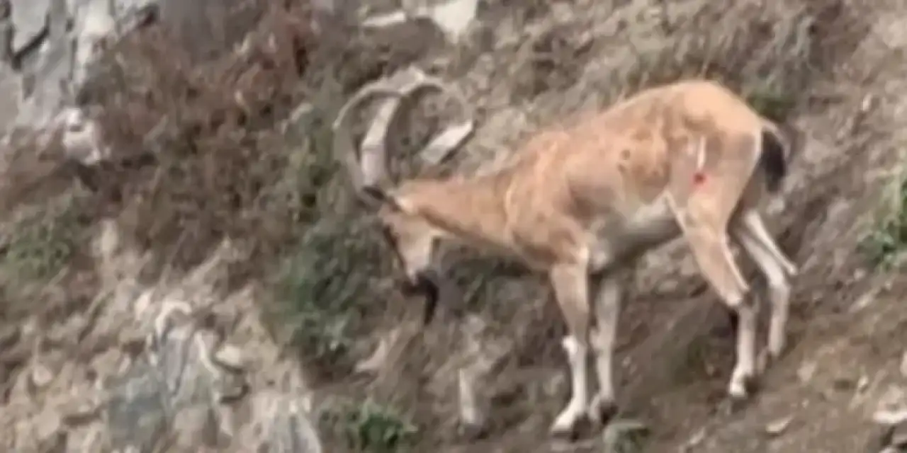 Trafiğe inen keçi ortalığı birbirine kattı!