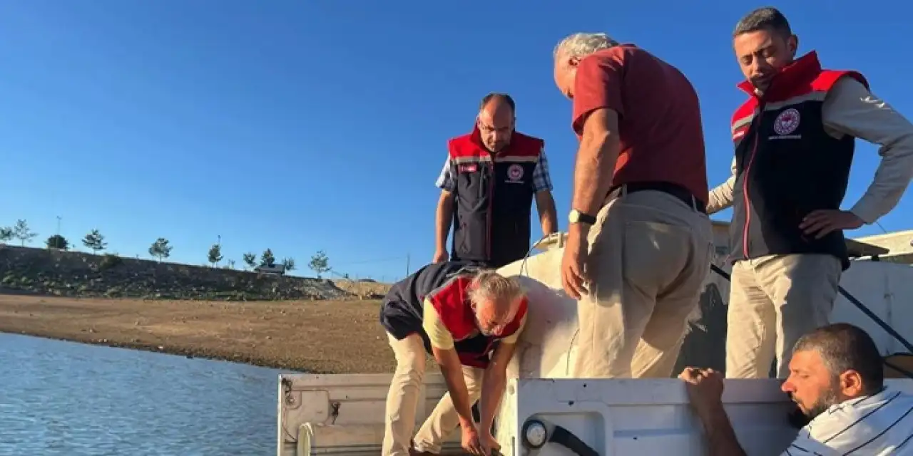Bayburt’ta Gökçedere Göleti’ne 150 bin sazan yavrusu bırakıldı