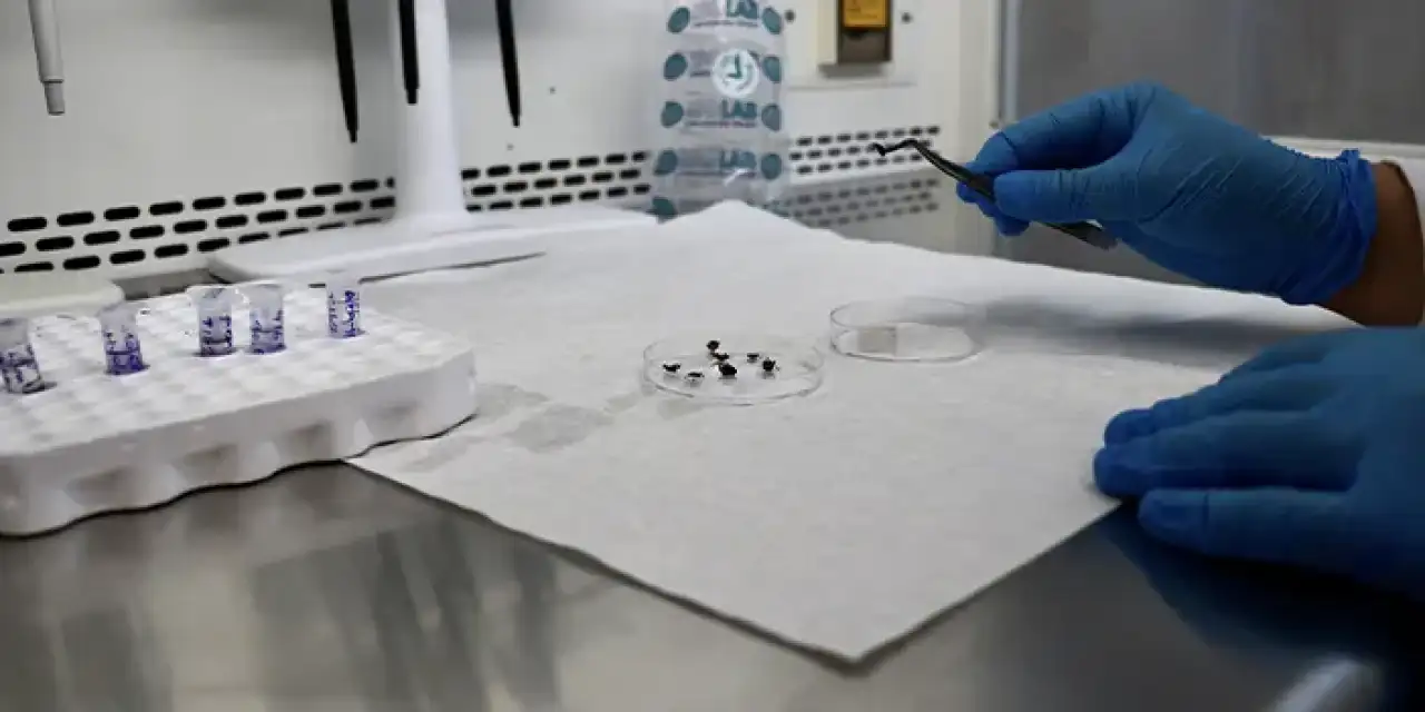 3 şehirden toplanan keneler mikroskop altında inceleniyor!