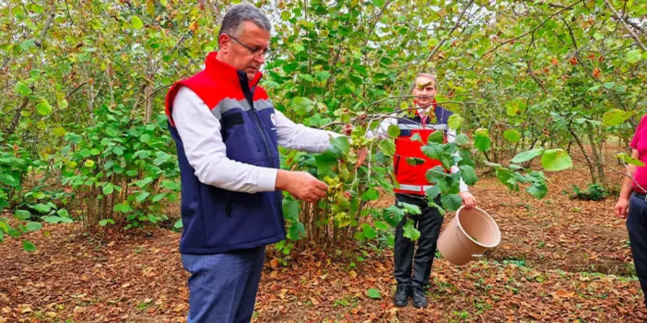 Samsun’da fındık rekoltesi don afeti nedeniyle düştü!