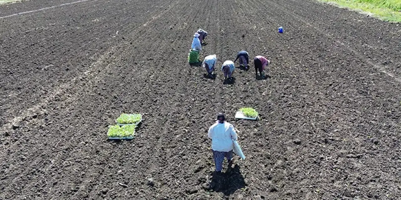 150 bin alana kışlık sebze dikiyorlar!
