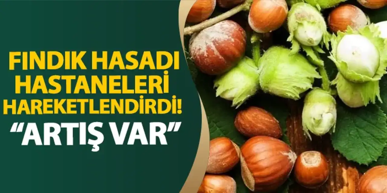 Giresun’da fındık hasadı hastaneleri hareketlendirdi! “Artış var”