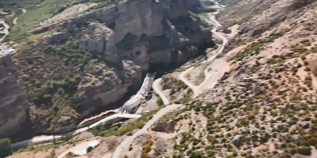 Artvin'de dron kamerasında akbaba sürprizi