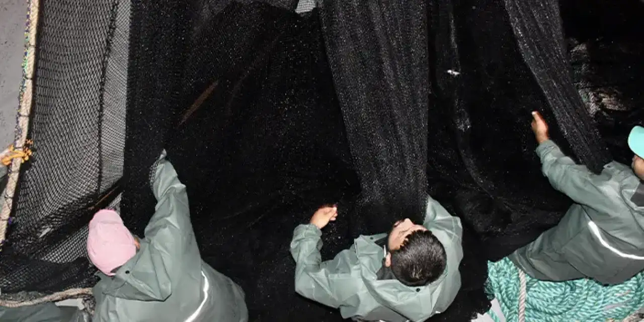 Ordu'da balık sezonu açıldı!