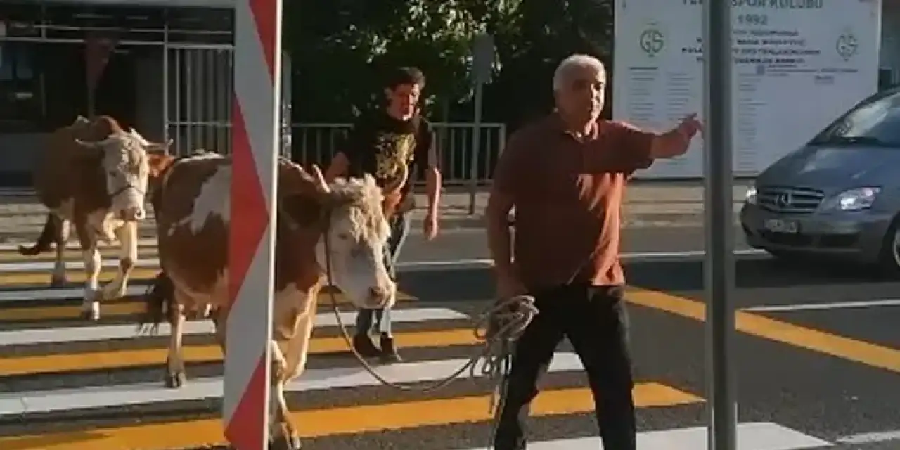 Görenler gözlerine inanamadı! Sahibi ise "Mecburen" dedi