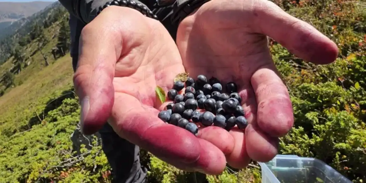 Gümüşhane’de şenlik havasında Likarpa’lar toplandı!