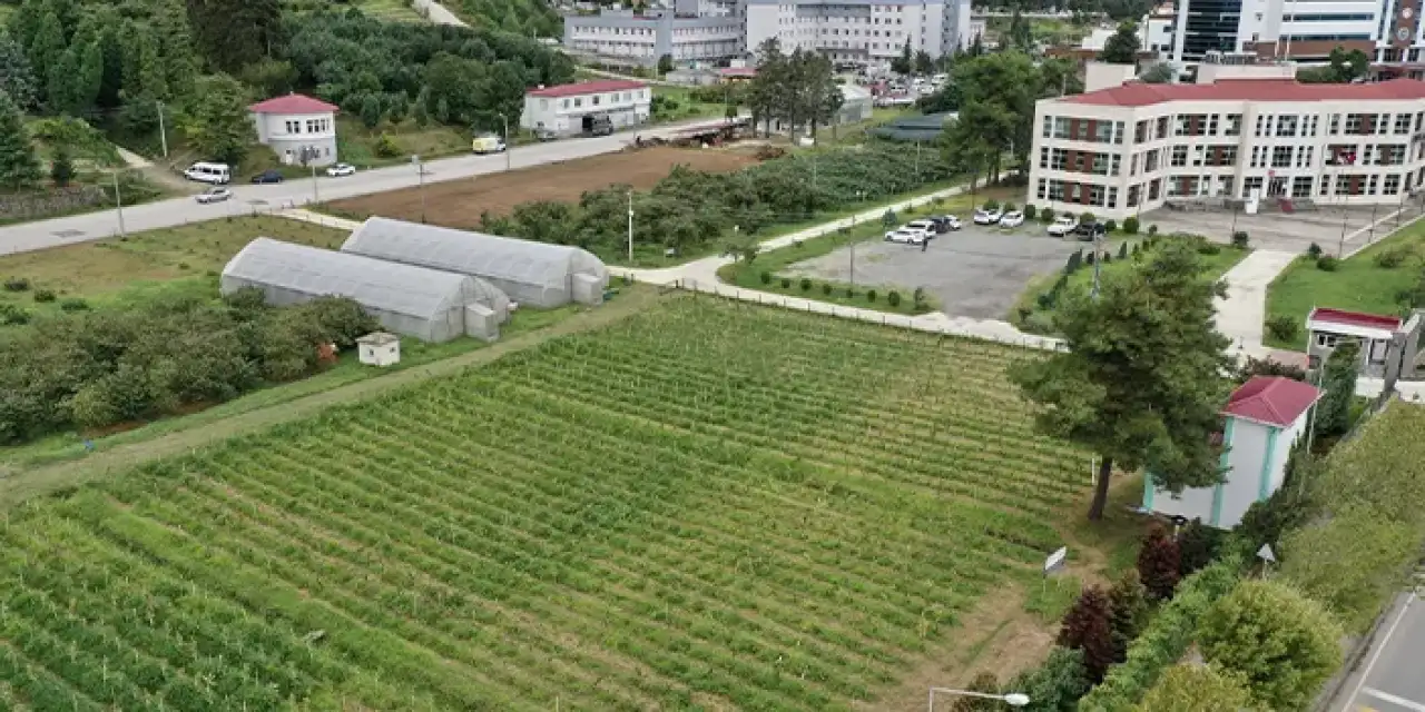 Giresun'da fındığa çeşitlilik!