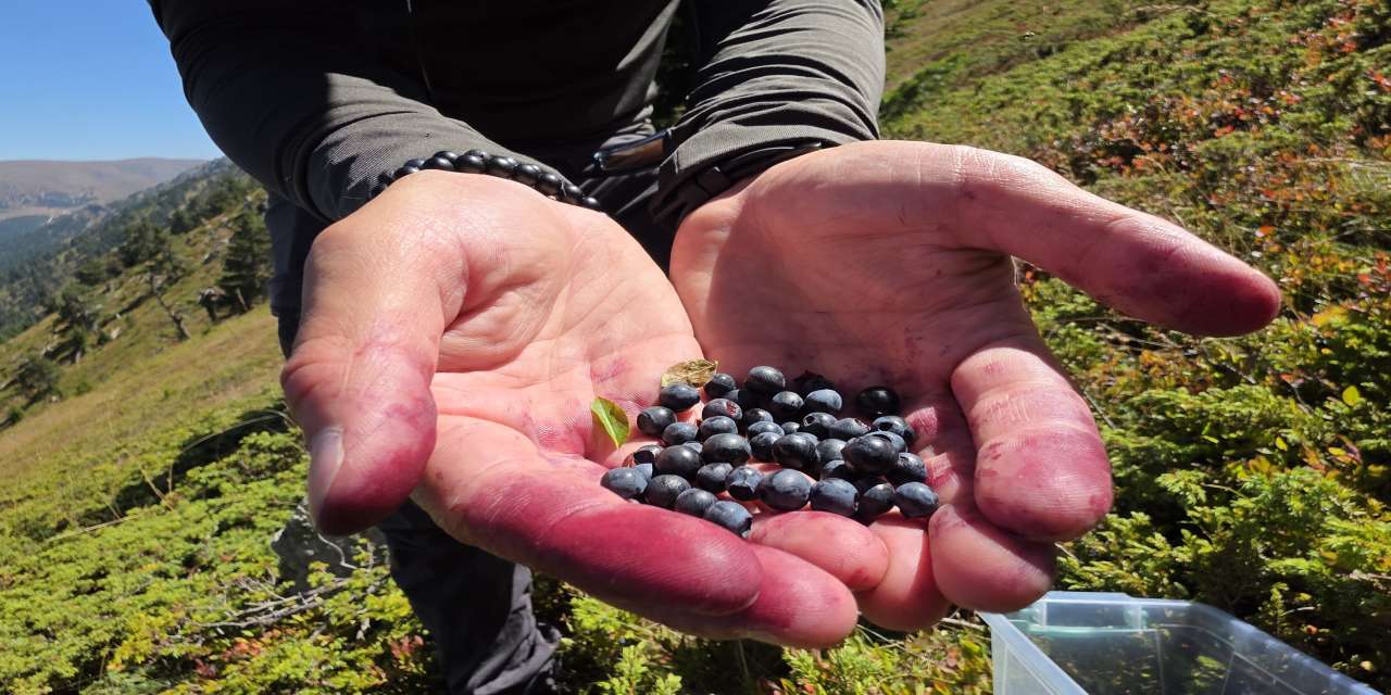 Doğanın şifa kaynağı Likarpa, Gümüşhane’de şenliğe dönüştü