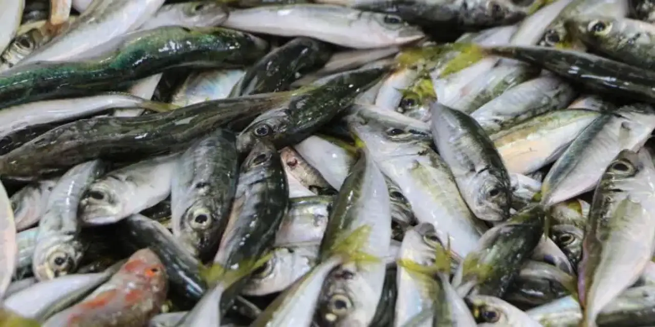 Rizeli balıkçılar umduğunu bulamadı!