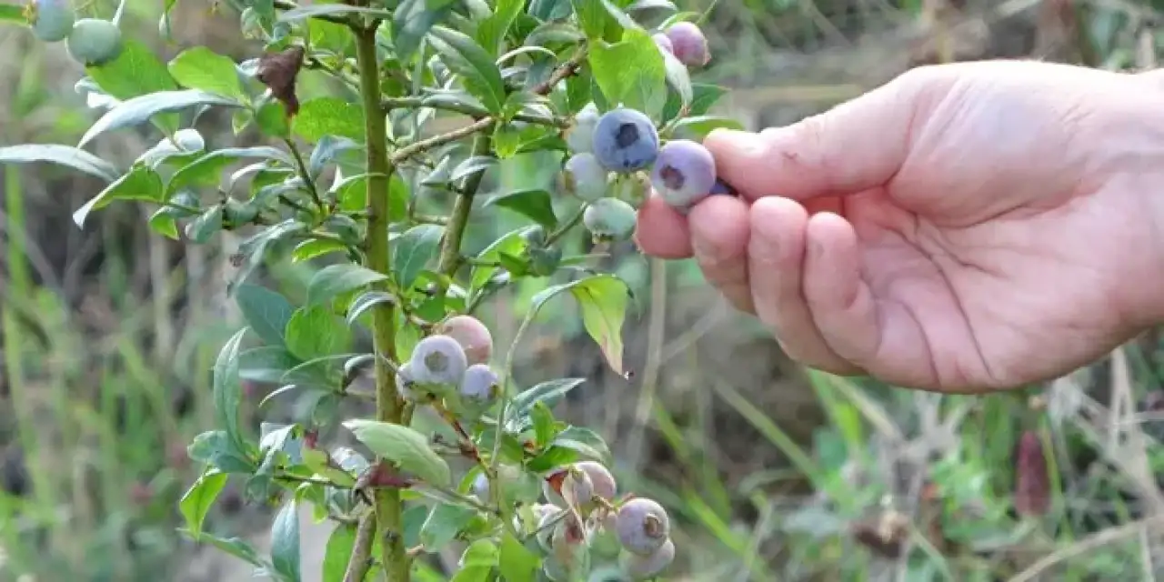 Trabzon’da kendi Yaban Mersini bahçesini kurdu!