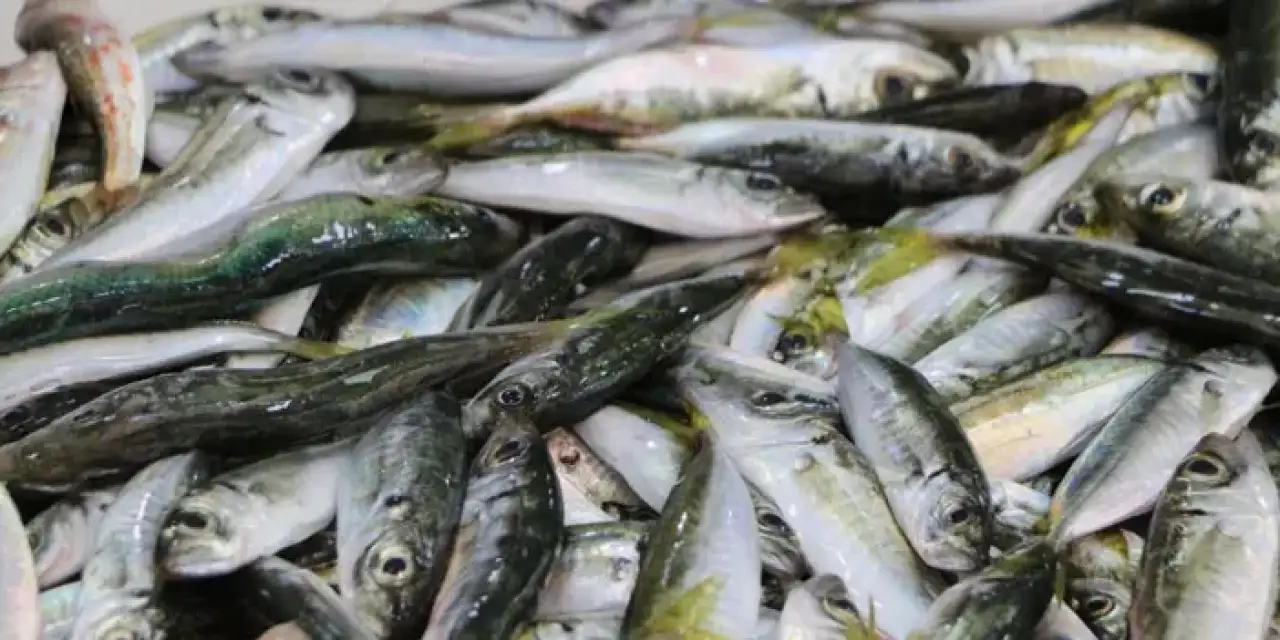 Rize’de av sezonu sıcak havayla başladı! Palamut tezgâhta yok