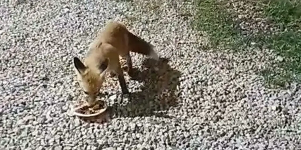 Bayburt'ta sıra dışı dostluk! Tilki Rıfkı alabalık ile besleniyor