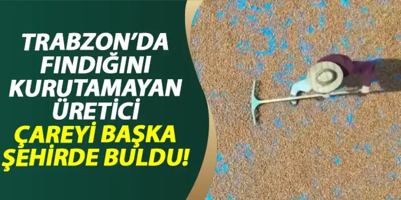 Trabzon'da fındığını kurutamayan üretici çareyi başka şehirde buldu!