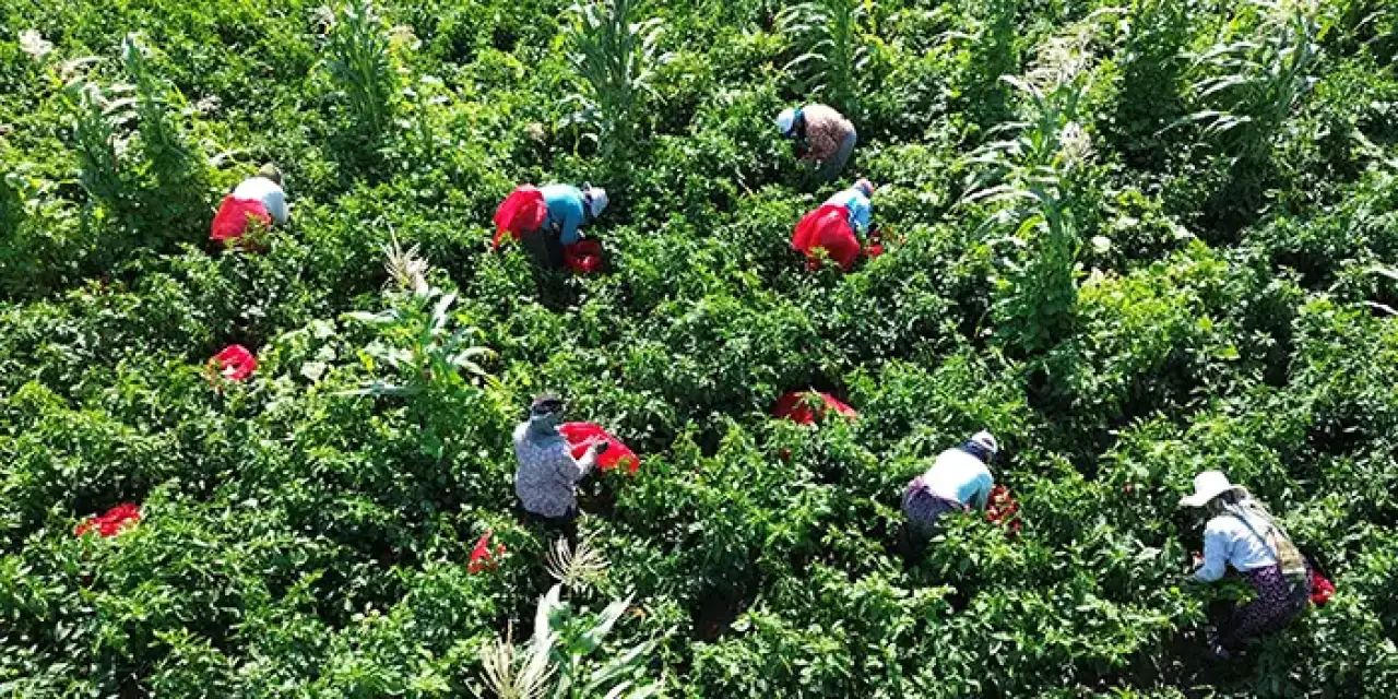 Samsun'da kapya biberin hasadına başlandı!