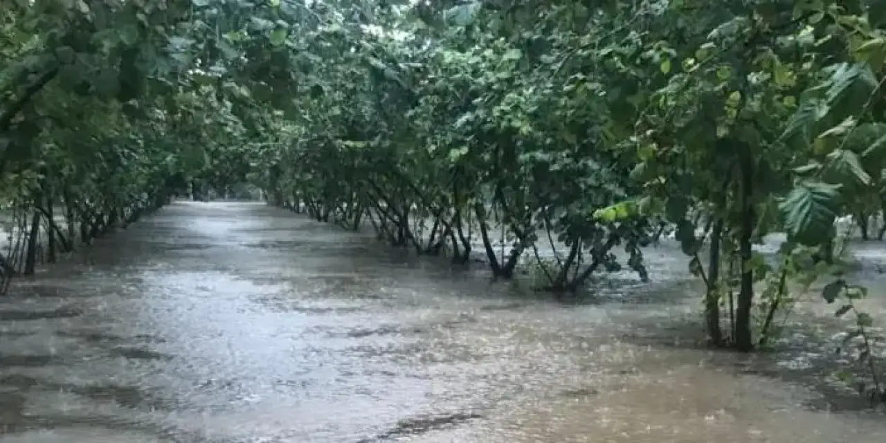 Samsun’da fındık bahçeleri göle döndü!