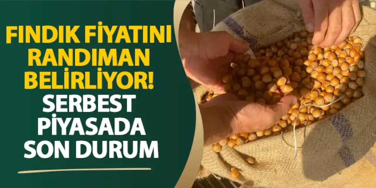 Fındık fiyatını randıman belirliyor! Serbest piyasada son durum