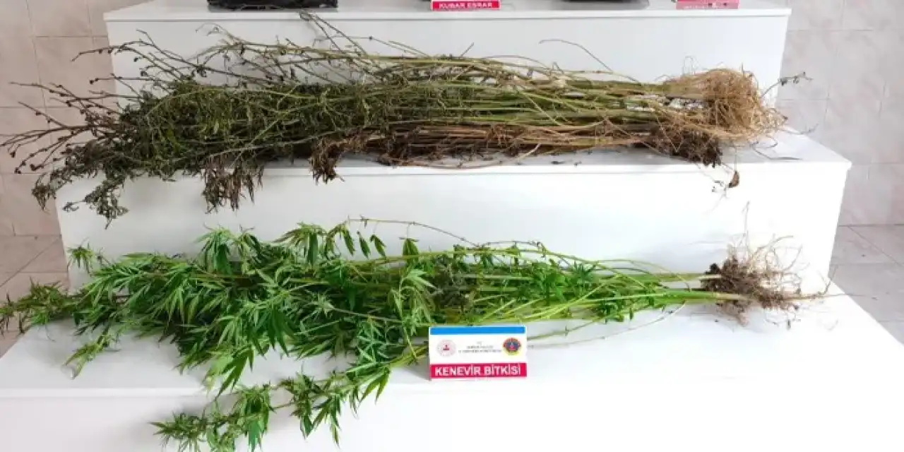 Samsun’da jandarmadan zehir operasyonu! Kilolarca esrar ele geçti