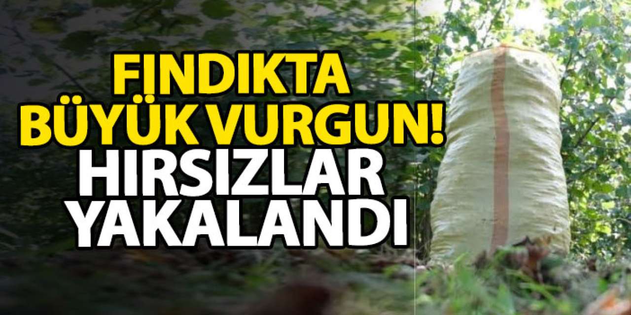 Fındıkta büyük vurgun! Hırsızlar yakalandı